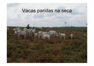 Vacas paridas na seca
 