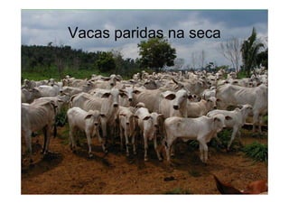 Vacas paridas na seca
 