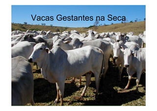 Vacas Gestantes na Seca
 