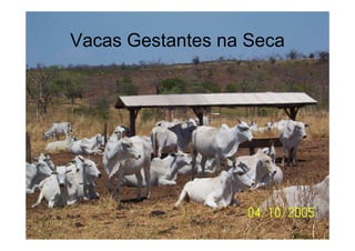 Vacas Gestantes na Seca
 