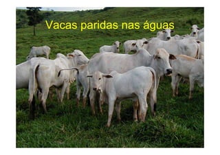Vacas paridas nas águas
 