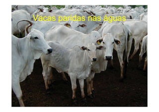 Vacas paridas nas águas
 