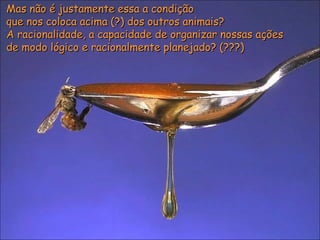 Mas não é justamente essa a condição que nos coloca acima (?) dos outros animais?   A racionalidade, a capacidade de organizar nossas ações  de modo lógico e racionalmente planejado? (???)  