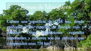 Zonas de Manglares
Cubren una superficie de 1758 has, donde
predominan las especies de mangle rojo y
piñuelo. Otras formaciones vegetales
importantes y menores son los cativales que
comprenden unas 758 has.
 