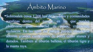 Ámbito Marino
•Sobresalen cerca 1,700 has de arrecifes y comunidades
coralinas dentro del parque, en las que pueden
observarse gran variedad de peces, crustáceos,
moluscos. En las agua del parque pueden observarse
además grandes cardúmenes de peces como atunes y
dorados. También al tiburón ballena, el tiburón tigre y
la manta raya.
 