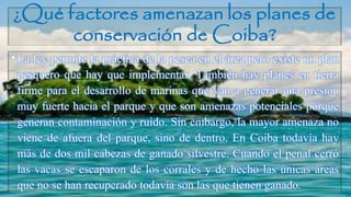 ¿Qué factores amenazan los planes de
conservación de Coiba?
•La ley permite la práctica de la pesca en el área pero existe un plan
pesquero que hay que implementar. También hay planes en tierra
firme para el desarrollo de marinas que van a generar una presión
muy fuerte hacia el parque y que son amenazas potenciales porque
generan contaminación y ruido. Sin embargo, la mayor amenaza no
viene de afuera del parque, sino de dentro. En Coiba todavía hay
más de dos mil cabezas de ganado silvestre. Cuando el penal cerró
las vacas se escaparon de los corrales y de hecho las únicas áreas
que no se han recuperado todavía son las que tienen ganado.
 