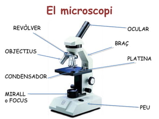 El microscopi OCULAR PLATINA PEU CONDENSADOR MIRALL o FOCUS REVÒLVER OBJECTIUS BRAÇ 