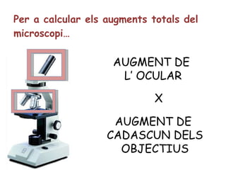 Per a calcular els augments totals del microscopi… AUGMENT DE  L’ OCULAR AUGMENT DE  CADASCUN DELS OBJECTIUS X 