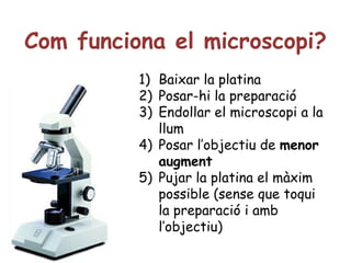 Com funciona el microscopi? Baixar la platina Posar-hi la preparació Endollar el microscopi a la llum Posar l’objectiu de  menor augment Pujar la platina el màxim possible (sense que toqui la preparació i amb l’objectiu) 