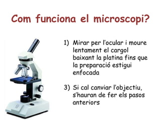 Com funciona el microscopi? Mirar per l’ocular i moure lentament el cargol baixant la platina fins que la preparació estigui enfocada Si cal canviar l’objectiu, s’hauran de fer els pasos anteriors  