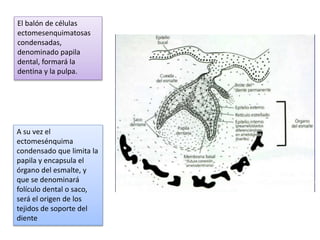 El balón de células
ectomesenquimatosas
condensadas,
denominado papila
dental, formará la
dentina y la pulpa.
A su vez el
ectomesénquima
condensado que limita la
papila y encapsula el
órgano del esmalte, y
que se denominará
folículo dental o saco,
será el origen de los
tejidos de soporte del
diente
 