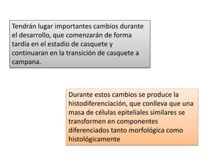 Tendrán lugar importantes cambios durante
el desarrollo, que comenzarán de forma
tardía en el estadio de casquete y
continuaran en la transición de casquete a
campana.
Durante estos cambios se produce la
histodiferenciación, que conlleva que una
masa de células epiteliales similares se
transformen en componentes
diferenciados tanto morfológica como
histológicamente
 