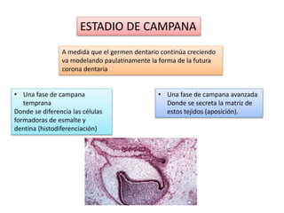 ESTADIO DE CAMPANA
A medida que el germen dentario continúa creciendo
va modelando paulatinamente la forma de la futura
corona dentaria
• Una fase de campana
temprana
Donde se diferencia las células
formadoras de esmalte y
dentina (histodiferenciación)
• Una fase de campana avanzada
Donde se secreta la matriz de
estos tejidos (aposición).
 
