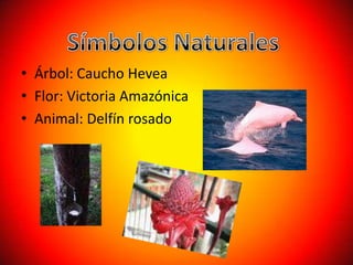 • Árbol: Caucho Hevea
• Flor: Victoria Amazónica
• Animal: Delfín rosado
 