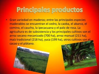 • Gran variedad en maderas; entre las principales especies
  maderables se encuentran el cedro, la caoba, el abarco, el
  comino, el caucho, la ipecacuana y el palo de rosa. La
  agricultura es de subsistencia y los principales cultivos son el
  arroz secano mecanizado (700 ha), arroz manual (211 ha),
  maíz tradicional (218 ha), yuca (199 ha), otros cultivos son el
  cacao y el plátano.
 