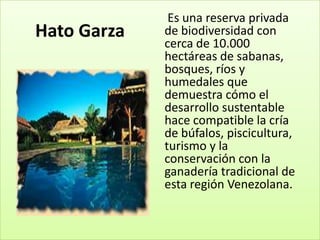 Es una reserva privada
Hato Garza   de biodiversidad con
             cerca de 10.000
             hectáreas de sabanas,
             bosques, ríos y
             humedales que
             demuestra cómo el
             desarrollo sustentable
             hace compatible la cría
             de búfalos, piscicultura,
             turismo y la
             conservación con la
             ganadería tradicional de
             esta región Venezolana.
 