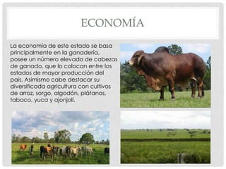 ECONOMÍA
La economía de este estado se basa
principalmente en la ganadería,
posee un número elevado de cabezas
de ganado, que lo colocan entre los
estados de mayor producción del
país. Asimismo cabe destacar su
diversificada agricultura con cultivos
de arroz, sorgo, algodón, plátanos,
tabaco, yuca y ajonjolí.
 