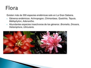 Existen más de 300 especies endémicas solo en La Gran Sabana.
 Géneros endémicos: Achnopogon, Chimantaea, Quelchia, Tepuia,
  Mallophyton, Adenanthe.
 Abundantes especies insectívoras de los géneros: Bromelia, Drosera,
  Heliamphora, Utricularia.
 