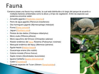 Canaima posee una fauna muy variada, la cual está distribuida a lo largo del parque de acuerdo a
  múltiples factores ambientales como la altura y el tipo de vegetación. Entre las especies que
  podemos encontrar están:
 Armadillo gigante (Priodontes maximus)
   Perro de agua gigante (Pteronura brasiliensis)
   Oso hormiguero gigante (Myrmecophaga tridactyla)
   Puma (Puma concolor)
   Jaguar (Panthera onca)
   Pereza de dos dedos (Choloepus didactylus)
   Mono viuda (Pithecia pithecia)
   Mono capuchino del Orinoco (Chiropotes satanas)
   Roedor endémico del tepuy Roraima (Podoxymys roraimae)
   Marsupial endémico del tepuy (Marmosa tyleriana)
   Águila harpía (Harpya harpija)
   Guacamaya enana (Ara nobilis)
   Cotorra morada (Pionus fuscus)
   Sapito minero (Dendrobates leucomelas)
   Iguana Caribeña (Iguana delicatissima)
   Colibrí (Trochilinae)
   Diversas especies de Tucan (Género Ramphastidae).
 