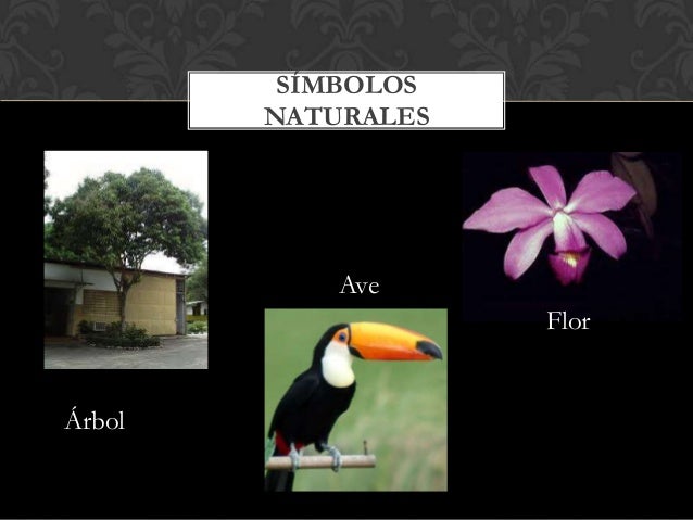 Simbolos Naturales Del Municipio Bolivar | estado bol 237 var Simbolos Naturales Del Municipio Bolivar | estado bol 237 var