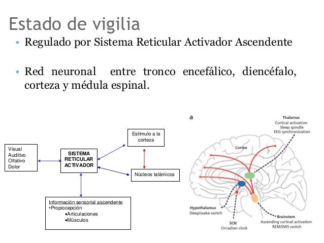 Que Es El Estado De Vigilia