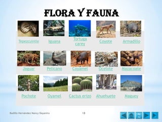 Flora y Fauna
Tepezcuintle

Iguana

Tortuga
carey

Coyote

Armadillo

Jaguar

Pelícano

Coyámel

Ocelote

Mazacoate

Pochote

Oyamel

Cactus erizo

Ahuehuete

Maguey

Badillo Hernández Nancy Dayanira

18

Me
nú

 