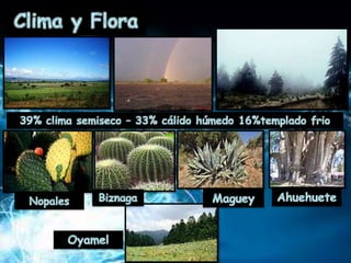 Estado de Hidalgo, Mexico