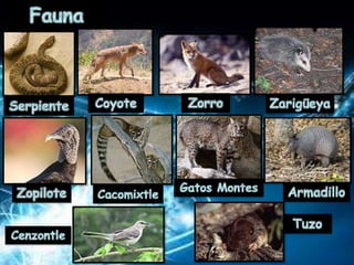 Estado de Hidalgo, Mexico