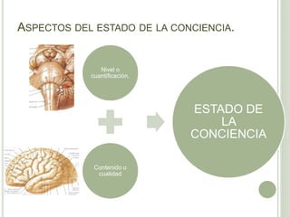Estado de la conciencia | PPTX