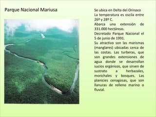 Parque Nacional Mariusa   Se ubica en Delta del Orinoco
                          La temperatura es oscila entre
                          26º y 28º C.
                          Abarca una extensión de
                          331.000 hectáreas.
                          Decretado Parque Nacional el
                          5 de junio de 1991.
                          Su atractivo son las marismas
                          (manglares) ubicadas cerca de
                          las costas. Las turberas, que
                          son grandes extensiones de
                          agua donde se desarrollan
                          sucios orgánicos, que sirven de
                          sustrato      a     herbazales,
                          morichales y bosques. Las
                          planicies cenagosas, que son
                          llanuras de relleno marino o
                          fluvial.
 