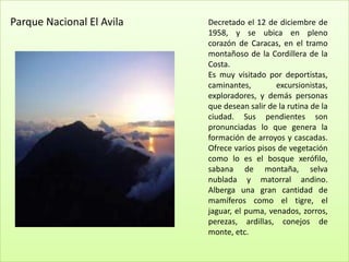 Parque Nacional El Avila   Decretado el 12 de diciembre de
                           1958, y se ubica en pleno
                           corazón de Caracas, en el tramo
                           montañoso de la Cordillera de la
                           Costa.
                           Es muy visitado por deportistas,
                           caminantes,        excursionistas,
                           exploradores, y demás personas
                           que desean salir de la rutina de la
                           ciudad. Sus pendientes son
                           pronunciadas lo que genera la
                           formación de arroyos y cascadas.
                           Ofrece varios pisos de vegetación
                           como lo es el bosque xerófilo,
                           sabana de montaña, selva
                           nublada y matorral andino.
                           Alberga una gran cantidad de
                           mamíferos como el tigre, el
                           jaguar, el puma, venados, zorros,
                           perezas, ardillas, conejos de
                           monte, etc.
 