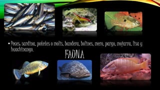 FAUNA
• Peces: sardina, potetes o molis, bandera, bolines, mero, pargo, mojarra, lisa y
huachinango.
 
