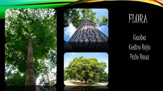 FLORA
Caoba
Cedro Rojo
Palo Rosa
 