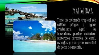 MAHAHUAL
Tiene un ambiente tropical con
cálidas playas y aguas
cristalinas. Aquí, los
buceadores pueden encontrar
numerosos arrecifes de coral,
esponjas y una gran cantidad
de peces de arrecife.
 