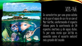 XEL-HÁ
Se caracteriza por una gran caleta
en la que el agua de un río se une al
Mar Caribe, conformando el espacio
idóneo para la convivencia de 70
especies marinas y de agua dulce.
Es por esta razón que Xel-Há es
conocido como el acuario natural
más grande del mundo
 