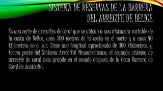 SISTEMA DE RESERVAS DE LA BARRERA
DEL ARRECIFE DE BELICE
Es una serie de arrecifes de coral que se ubican a una distancia variable de
la costa de Belice, unos 300 metros de la costa en el norte y a unos 40
kilómetros en el sur. Tiene una longitud aproximada de 300 kilómetros, y
forma parte del Sistema Arrecifal Mesoamericano, el segundo sistema de
arrecife de coral más grande en el mundo después de la Gran Barrera de
Coral de Australia.
 