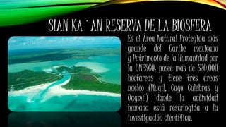 SIAN KA´AN RESERVA DE LA BIOSFERA
Es el Área Natural Protegida más
grande del Caribe mexicano
y Patrimonio de la Humanidad por
la UNESCO; posee más de 520,000
hectáreas y tiene tres áreas
núcleo (Muyil, Cayo Culebras y
Uaymil) donde la actividad
humana está restringida a la
investigación científica.
 