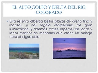 EL ALTO GOLFO Y DELTA DEL RÍO 
COLORADO 
• Esta reserva alberga bellas playas de arena fina y 
rocosas, y nos regala atardeceres de gran 
luminosidad, y además, posee especies de focas y 
lobos marinos en manadas que crean un paisaje 
natural inigualable. 
 