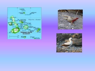 Estado ecuatoriano por Raul Robalino