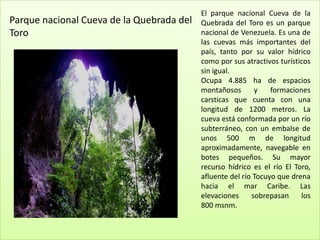 El parque nacional Cueva de la
Parque nacional Cueva de la Quebrada del   Quebrada del Toro es un parque
Toro                                       nacional de Venezuela. Es una de
                                           las cuevas más importantes del
                                           país, tanto por su valor hídrico
                                           como por sus atractivos turísticos
                                           sin igual.
                                           Ocupa 4.885 ha de espacios
                                           montañosos       y    formaciones
                                           carsticas que cuenta con una
                                           longitud de 1200 metros. La
                                           cueva está conformada por un río
                                           subterráneo, con un embalse de
                                           unos 500 m de longitud
                                           aproximadamente, navegable en
                                           botes pequeños. Su mayor
                                           recurso hídrico es el río El Toro,
                                           afluente del río Tocuyo que drena
                                           hacia el mar Caribe. Las
                                           elevaciones     sobrepasan     los
                                           800 msnm.
 