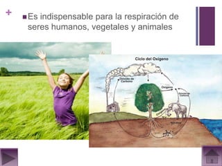 +    Esindispensable para la respiración de
     seres humanos, vegetales y animales
 