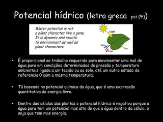 Potencial hídrico (letra greca  psi (Ψ))É proporcional ao trabalho requerido para movimentar uma mol de água pura em condições determinadas de pressão y temperatura ambientais ligada a um tecido ou ao solo, até um outro estado de referencia 0 com a mesma temperatura.Tá baseado no potencial químico da água, que é uma expressão quantitativa da energia livre. Dentro das células das plantas o potencial hídrico é negativo porque a água pura tem um potencial mas alto do que a água dentro da célula, o seja que tem mas energia.