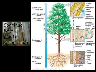 Continuo Solo PlantaAtmosfera