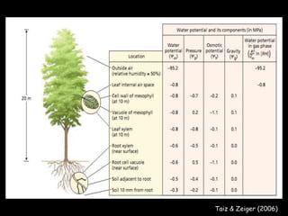Taiz & Zeiger (2006) 