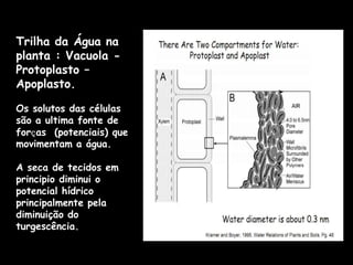 Trilha da Água na planta : Vacuola - Protoplasto – Apoplasto.Os solutos das células são a ultima fonte de forҫas  (potenciais) que movimentam a água.A seca de tecidos em principio diminui o potencial hídrico principalmente pela diminuição do turgescência.