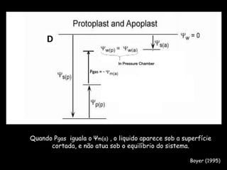 DIn PressureChamberPgas = -  Quando Pgas  iguala o Ψm(a) , o liquido aparece sob a superfície cortada, e não atua sob o equilíbrio do sistema.Boyer (1995)