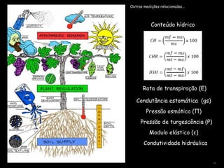 Outras medições relacionadas...Conteúdo hídrico Rata de transpiração (E)Condutância estomática  (gs)Pressão osmótica (Π)Pressão de turgescência (P)Modulo elástico (ε)Condutividade hidráulica...