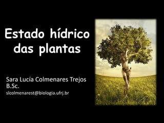 Estado hídrico das plantas  Sara Lucía Colmenares TrejosB.Sc. slcolmenarest@biologia.ufrj.br 
