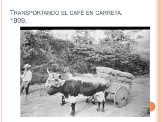 Transportando el café en carreta.1909.