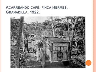 Acarreando café, finca Hermes, Granadilla, 1922.